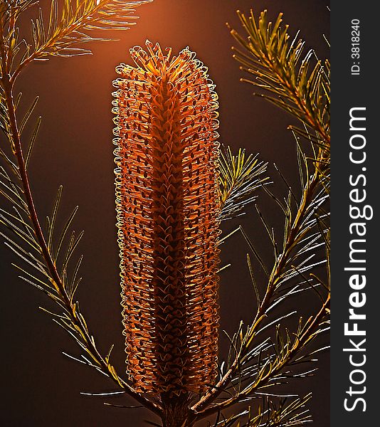 Callistemon (bottlebrush), native australian plant photographed at night with backlight flash. Callistemon (bottlebrush), native australian plant photographed at night with backlight flash