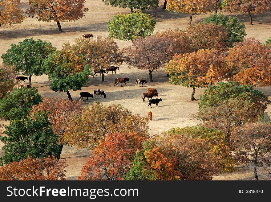 The cattle are passing by maple trees in the grassland of Eastern Inner Mongolia, China 
Fall of 2006. The cattle are passing by maple trees in the grassland of Eastern Inner Mongolia, China 
Fall of 2006