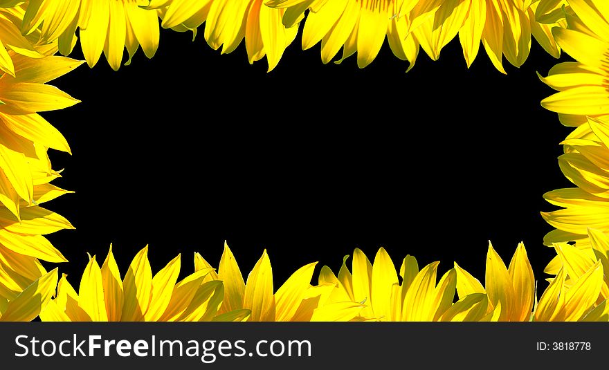 The sunflower petals frame on black background. The sunflower petals frame on black background