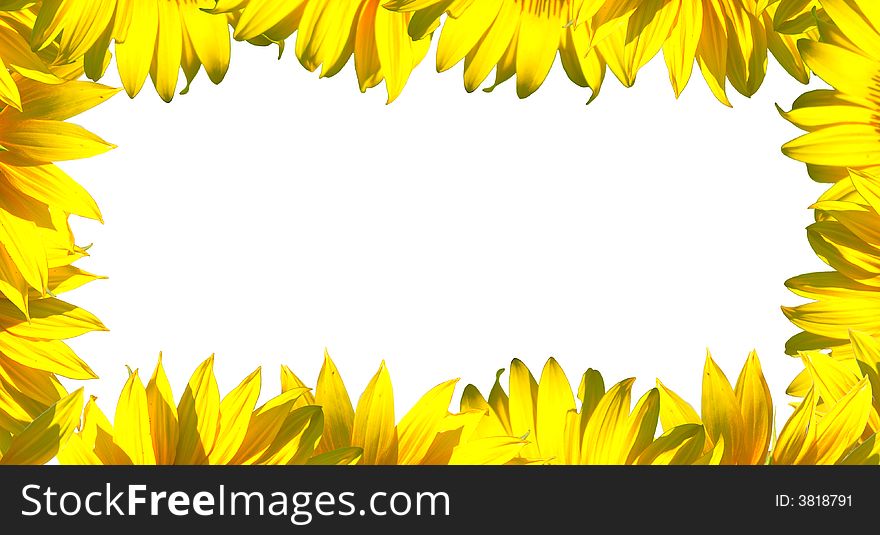 The sunflower petals frame on white background. The sunflower petals frame on white background