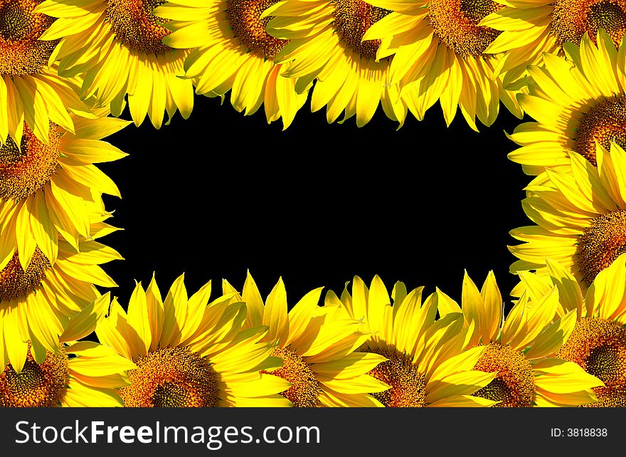 The sunflowers frame on black background area. The sunflowers frame on black background area