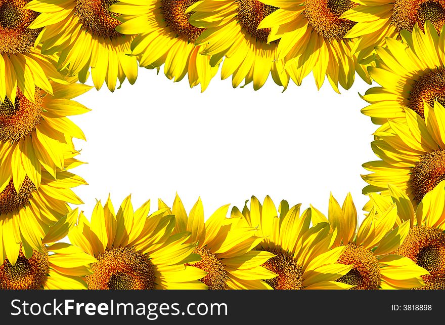 The sunflowers frame on white background area. The sunflowers frame on white background area