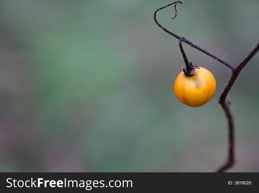 A wild yellow berry on a thorny stem against a pleasing natural background.