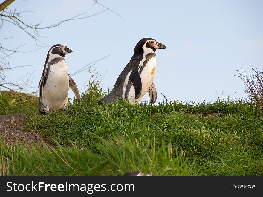 Penguins ( Spheniscidae ) walking on land. Penguins ( Spheniscidae ) walking on land