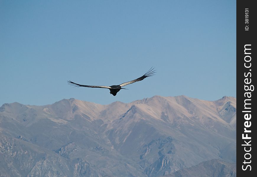 Flying Condor In The Colca Canyon