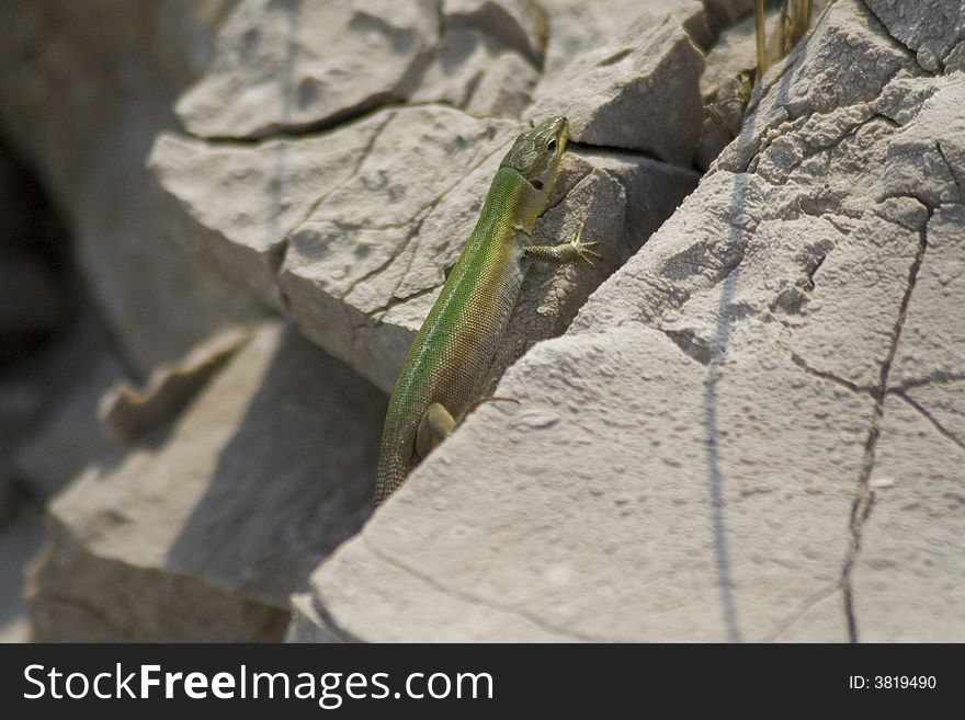 Mediterranean lizard escapes through rocks