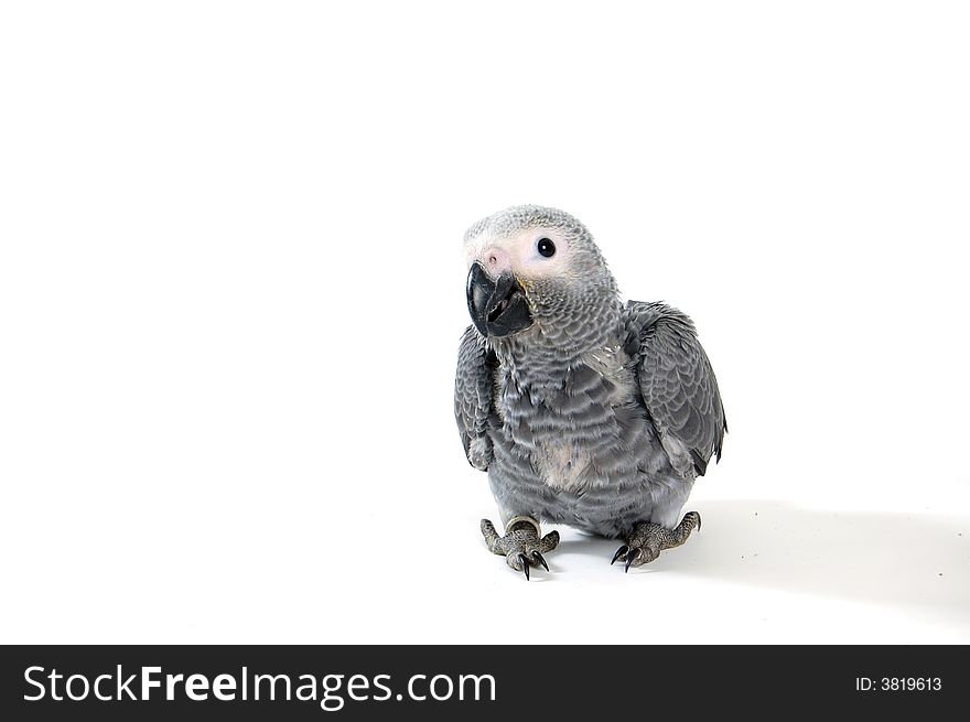 Red tale parrot isolated on white. Red tale parrot isolated on white
