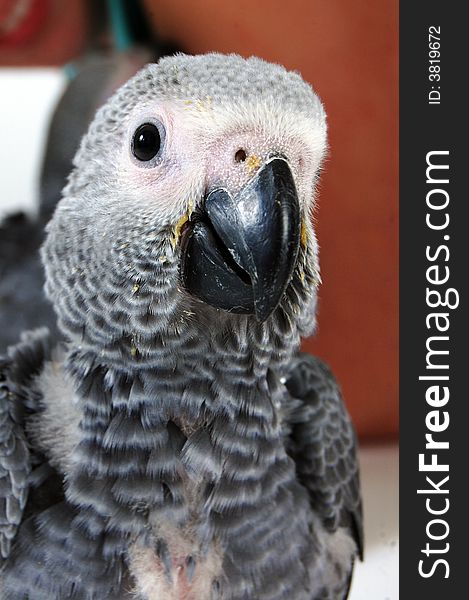 Baby red tale parot looking curious. Baby red tale parot looking curious