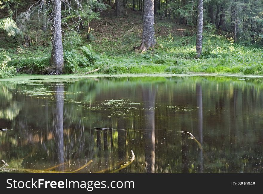 Trees reflect in a small lake. Trees reflect in a small lake