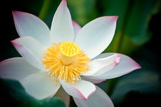 Blooming Lotus Royalty Free Stock Photography