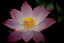 Blooming Lotus Royalty Free Stock Photos