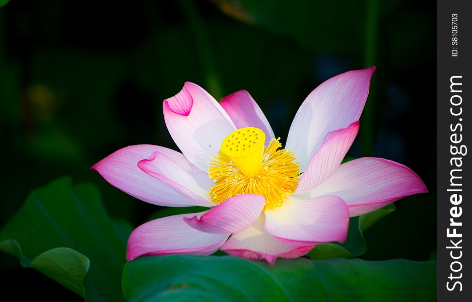 Blooming lotus in shanghai.