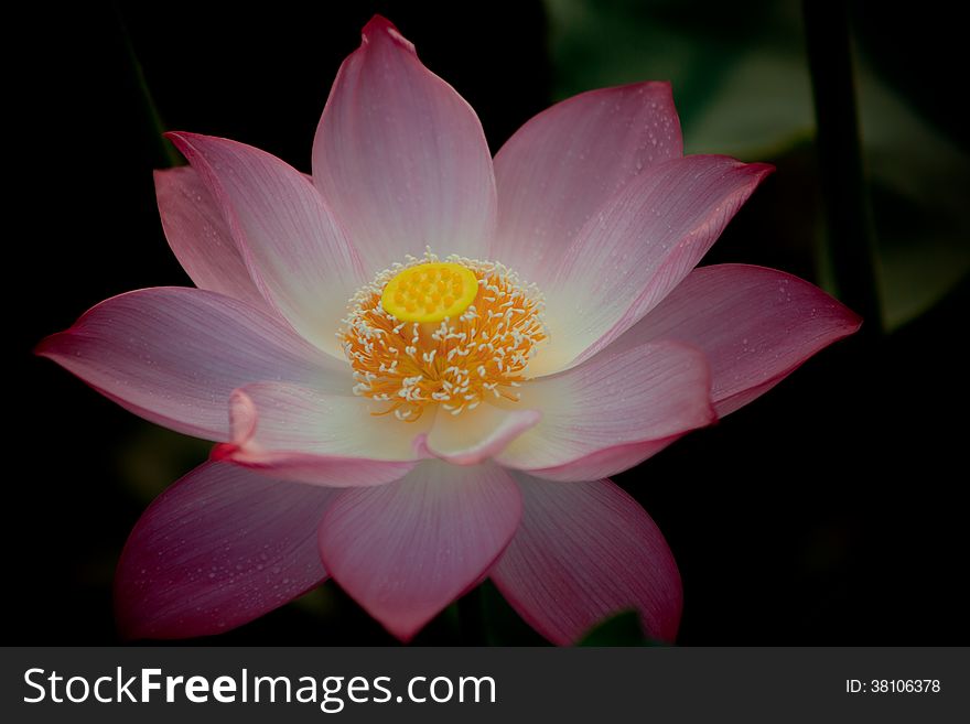 Blooming lotus in shanghai.