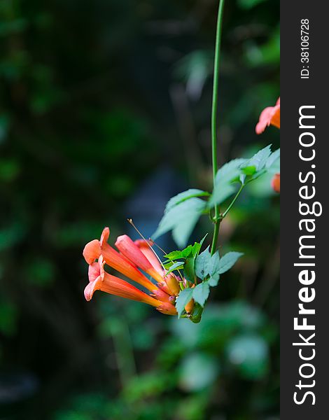 Blooming Chinese trumpet creeper