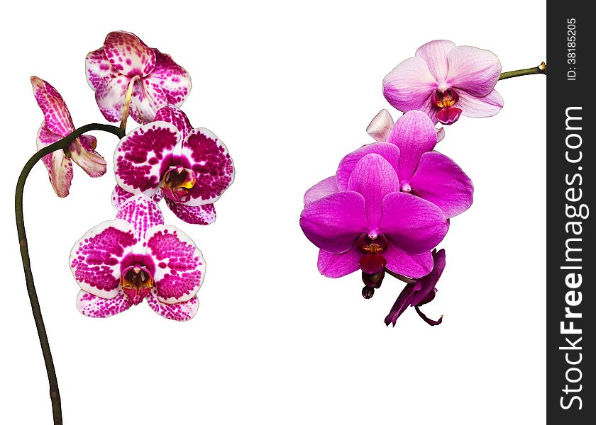 Two pink and tiger orchids isolated on white background