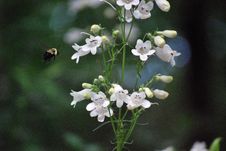 Bumble Bee Approaching Wildflower Royalty Free Stock Images Bumble Bee Approaching Wildflower Royalty Free Stock Images