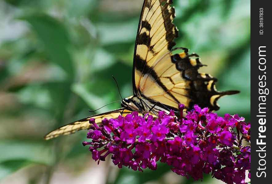 Yellow Butterfly On Butterfly Bush