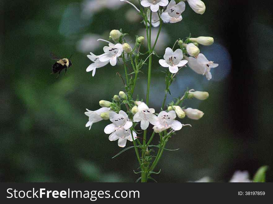 Common Eastern Bumble Bee flying towards Foxglove Beardtongue wildflower &#x28;Penstemon Digitalis&#x29;. Common Eastern Bumble Bee flying towards Foxglove Beardtongue wildflower &#x28;Penstemon Digitalis&#x29;