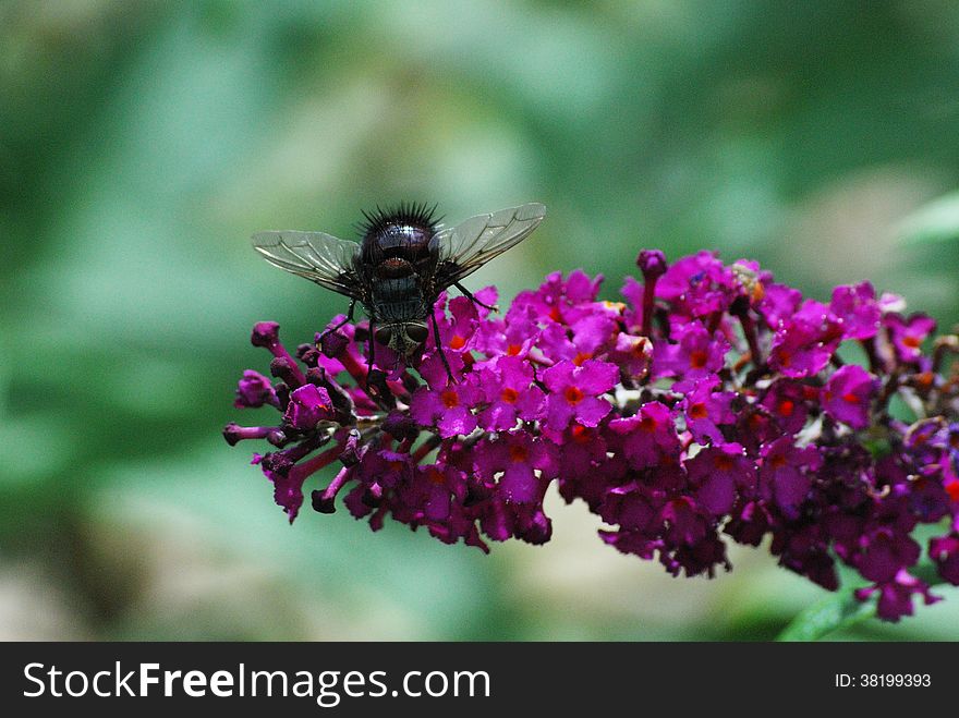 Fly on Butterfly Bush Flower