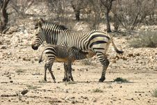 Zebra Family Stock Photography