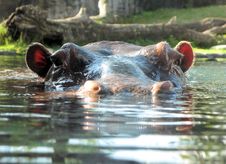 Hippo At Water Level Stock Photography