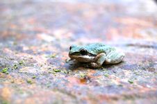 Tree Frog Stock Images