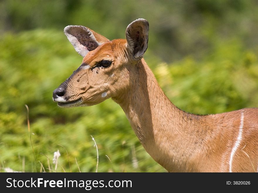 A head and shoulders shot of a female kudu. A head and shoulders shot of a female kudu