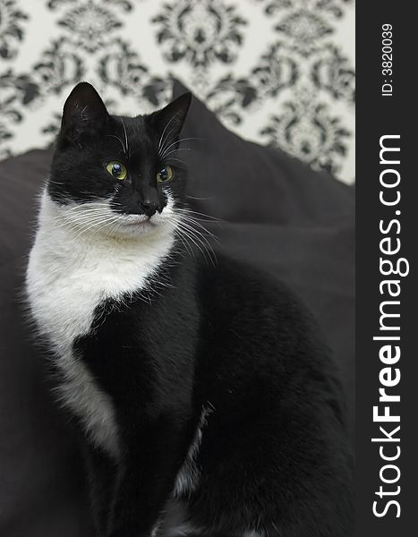 Black and white domestic cat sitting on a couch, black and white surroundings. Black and white domestic cat sitting on a couch, black and white surroundings