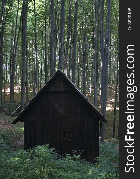 Old cottage in deep forrest