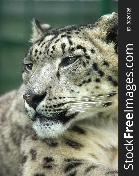 Snow Leopard 7