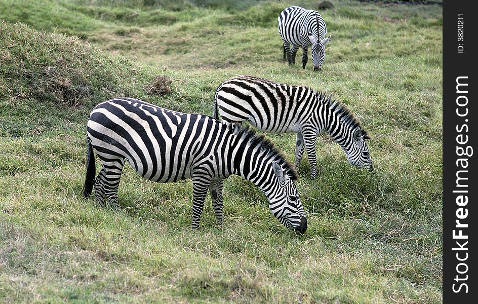 Trio of zebras grazing in Ngorongoro National Park, Tanzania. Trio of zebras grazing in Ngorongoro National Park, Tanzania.