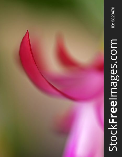 Macro photo of a pinkish red Christmas cactus