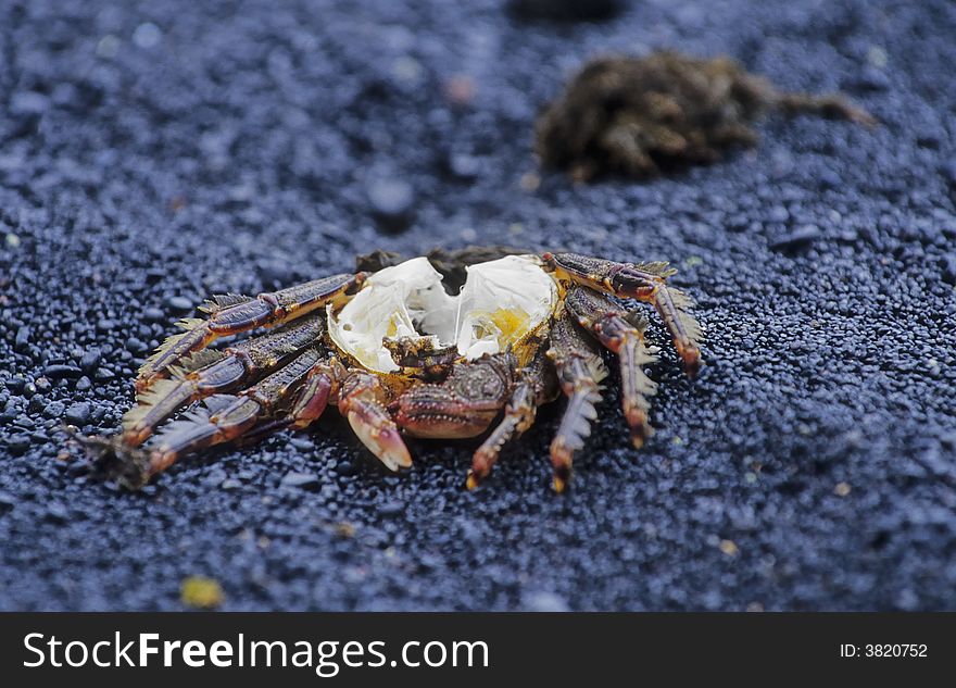 Dead crab on the shore of Lanzarote. Dead crab on the shore of Lanzarote