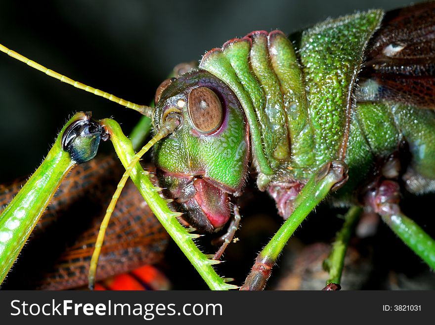 Big green grasshopper macro shot