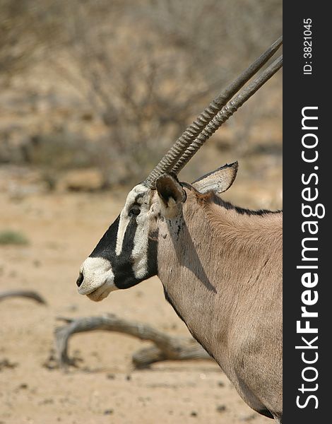 Profile of an oryx antelope in Namibia, Africa. Profile of an oryx antelope in Namibia, Africa