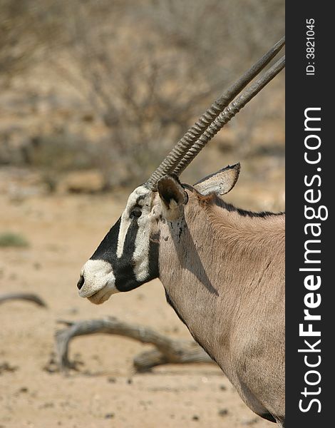 Oryx Profile