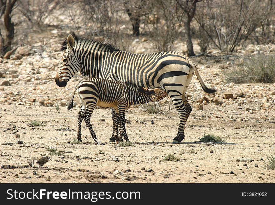 Zebra mother feeding her young foal in Namibia, Africa. Zebra mother feeding her young foal in Namibia, Africa