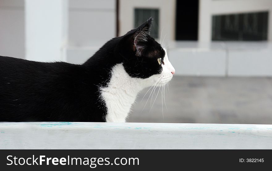 Cute black and white cat stalking something.