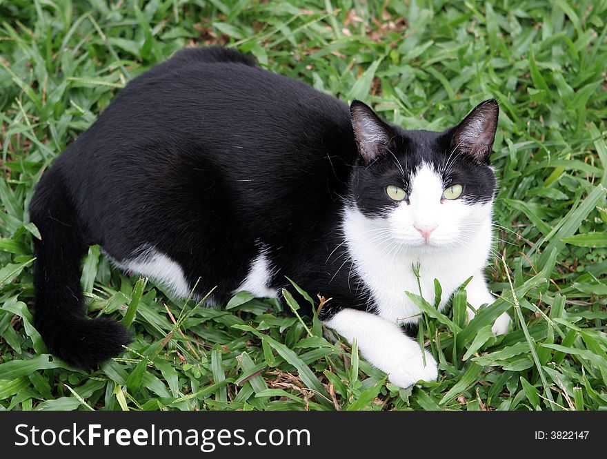 Beautiful black and white cat sitting on the lawn.