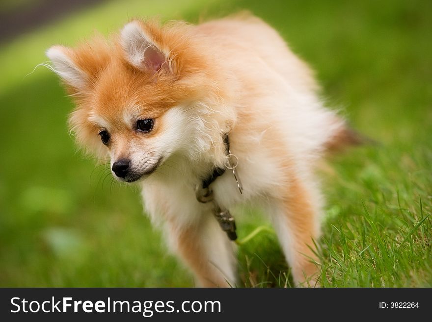 A Pomeranian puppy on a grassy lawn. Shallow depth of field with focus on pup's eyes.