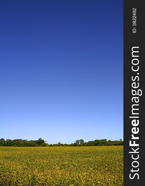 Field of yellow plants with blue sky background. Field of yellow plants with blue sky background