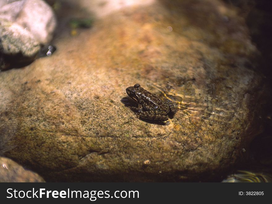 Frog in the water.Shaanxi province,China.