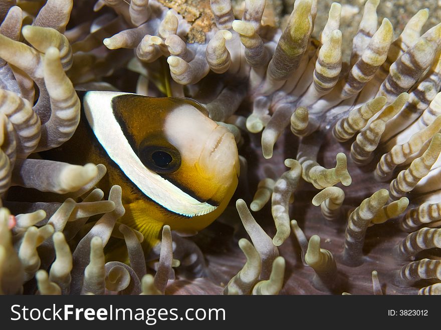 Clark's anemone fish, Bunaken National park,Manado,North Sulawesi,Indonesia, Southeast asia. Clark's anemone fish, Bunaken National park,Manado,North Sulawesi,Indonesia, Southeast asia