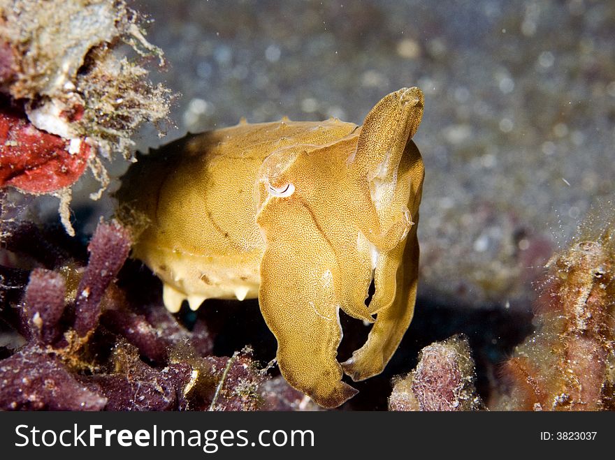 Cuttlefish,lembeh straits,Manado,North Sulawesi,Indonesia, Southeast asia. Cuttlefish,lembeh straits,Manado,North Sulawesi,Indonesia, Southeast asia