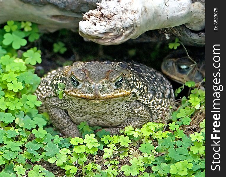Rococo toad under the snag. Rococo toad under the snag