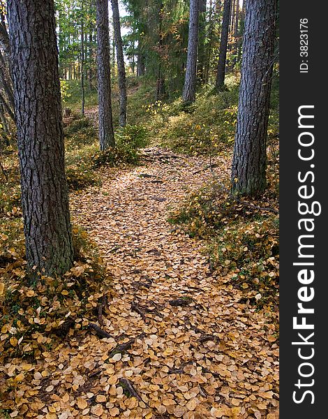 Pathway in the autumn forest at Tver region, Russia. Pathway in the autumn forest at Tver region, Russia