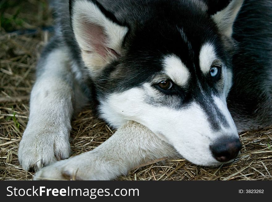 Portrait of a Husky Dog with different eyes