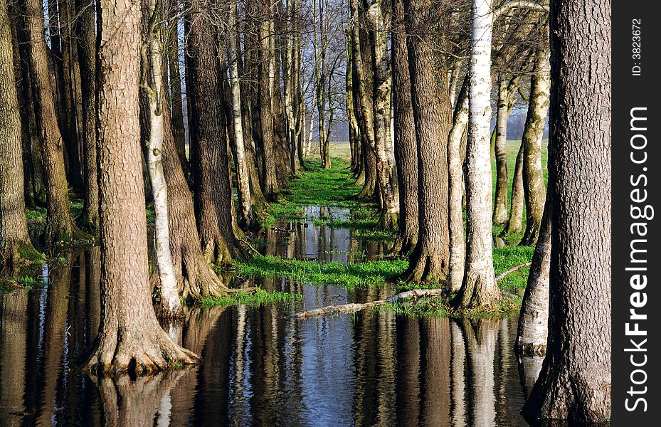 Trees and sky mirroring in water