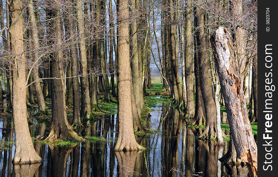 Trees and sky mirroring in water