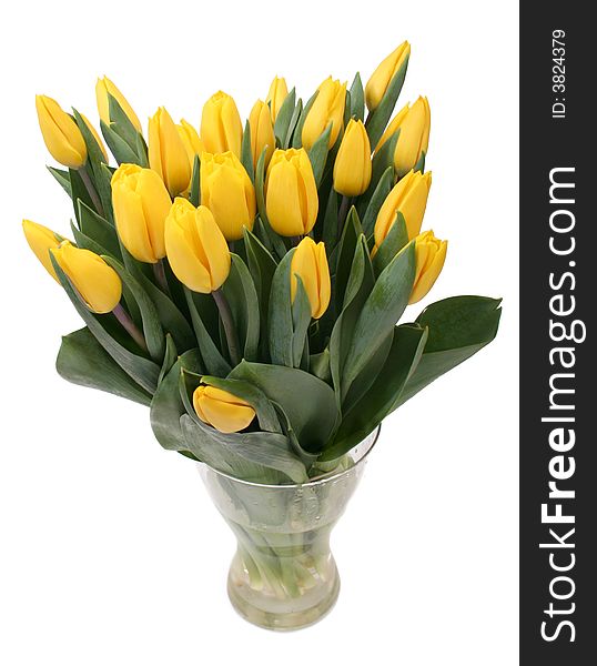 Yellow tulips against white background